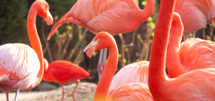 Overdekt spelen tussen flamingo's