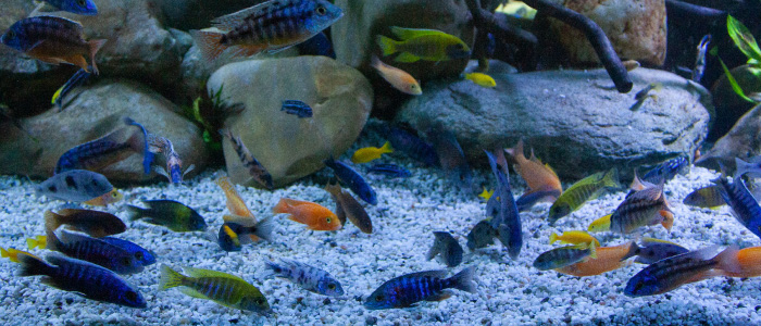 Malawi aquarium